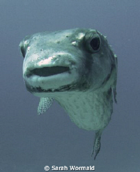 Posing Porcupine Puffer - Canon Ixus by Sarah Wormald 